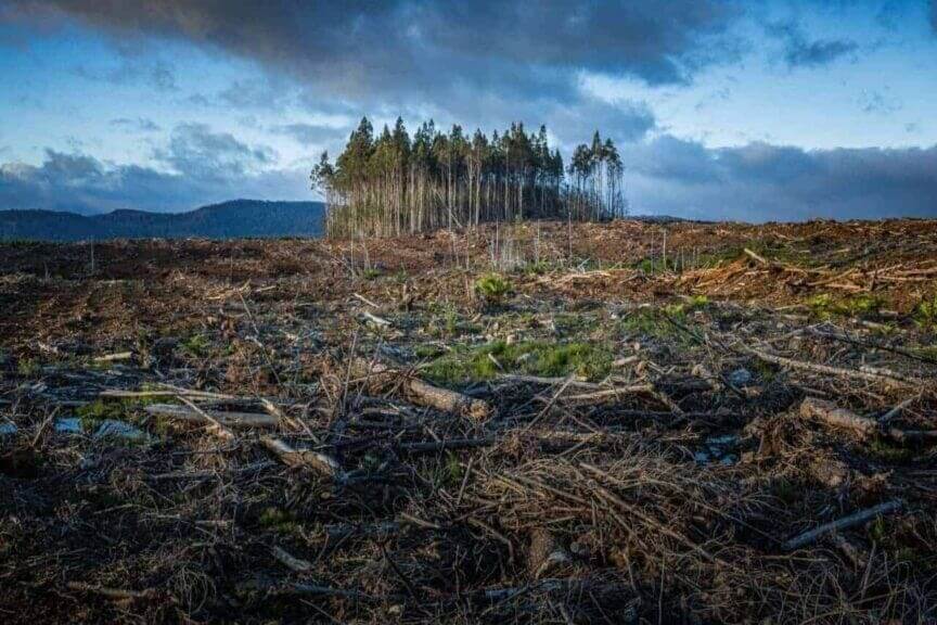 Is climate change real? Effects of deforestation