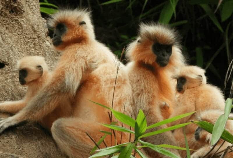 img 4703 e1714701739926 Bhutan is home to around 2,500 golden langurs, which face myriad threats.