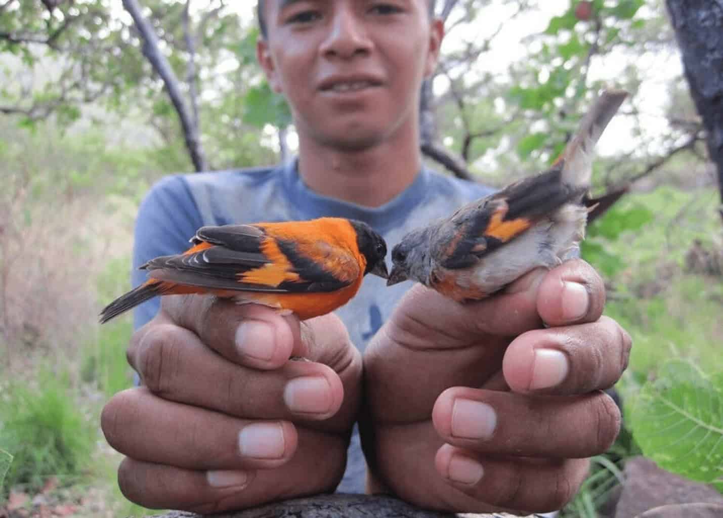 img 4705 A man holding two birds known as the red siskin