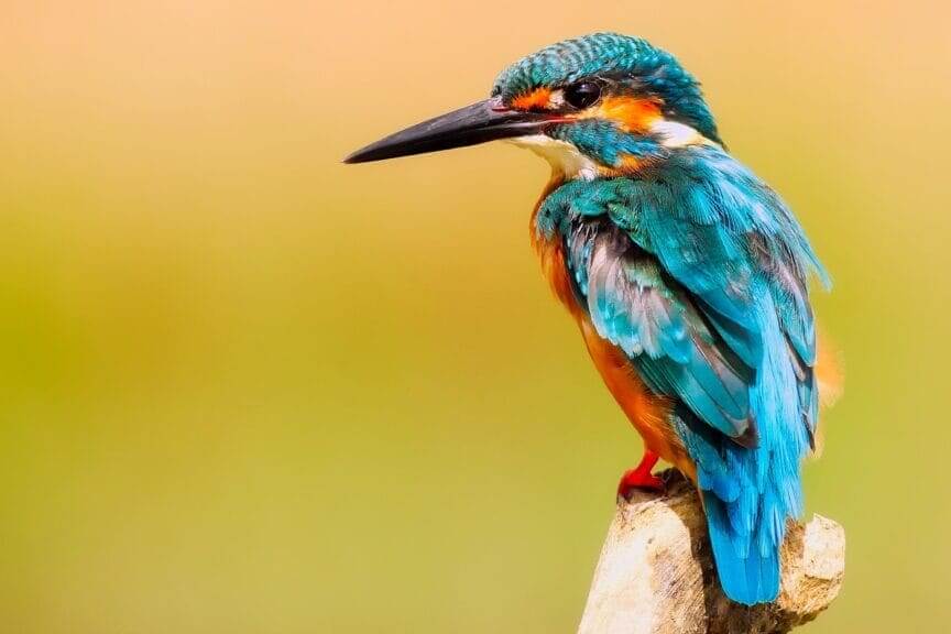 kingfisher bird Environmental activities for kids. Kingfisher bird
