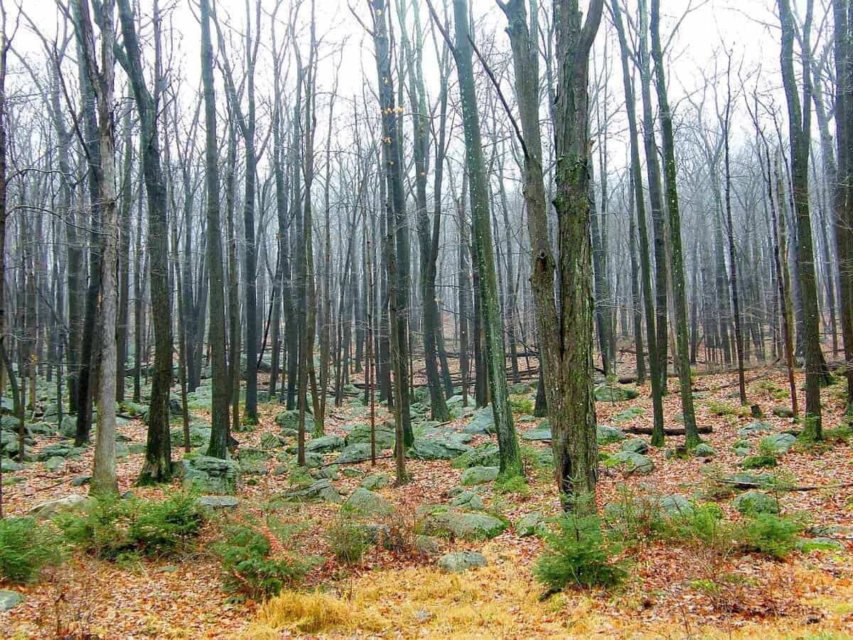 Trees in the misty dead forest