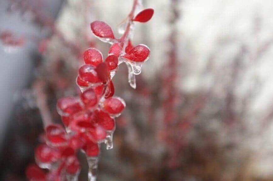 Is climate change real photo of a pink flower with ice melting on it