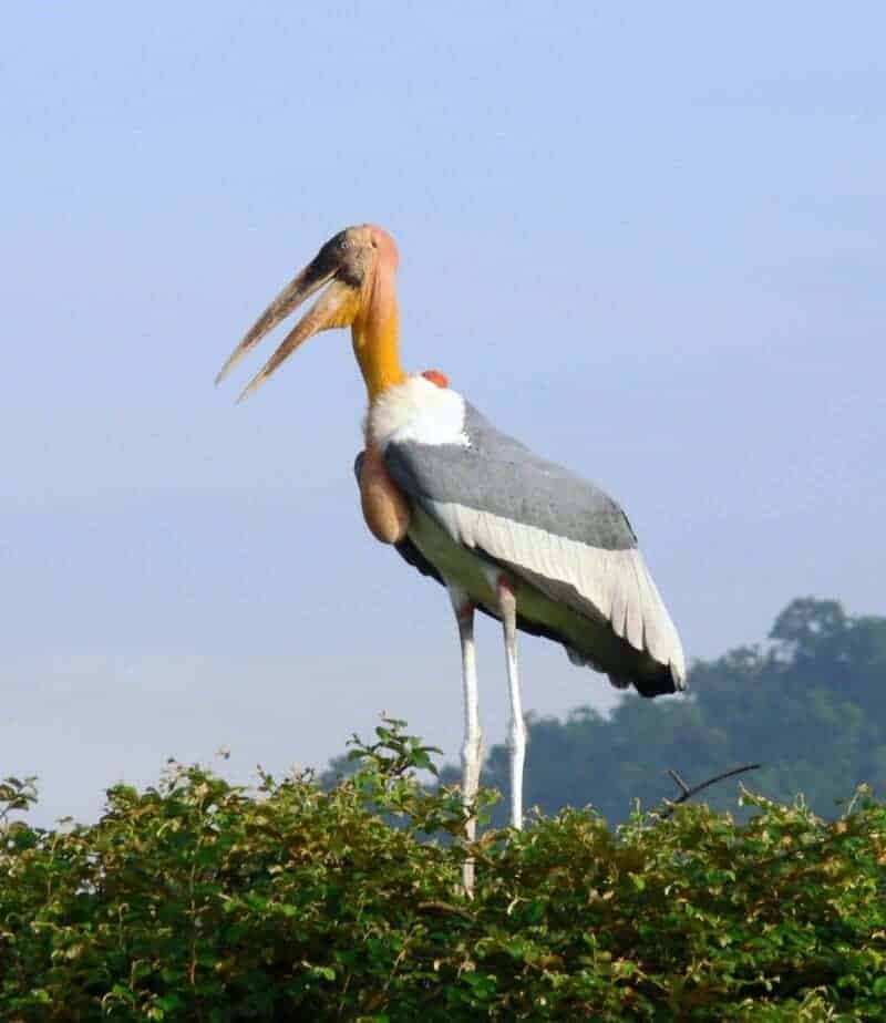 img 8194 e1730549362415 A stork known as the hargila