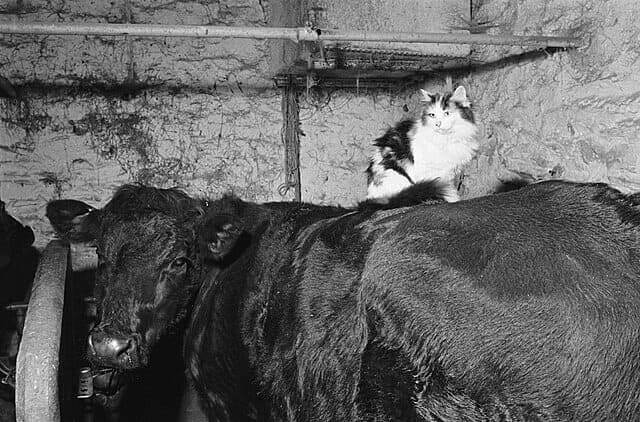 cat on back cattle House cats with bird flu. A cat sleeping on the back of a cow in the barn