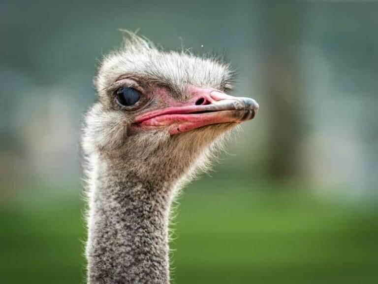 pexels photo 798094 798094 Detailed close-up of an ostrich's face capturing vivid expressions and textures.