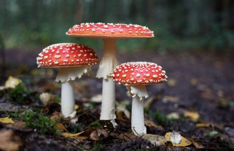 red capped mushrooms Red-capped mushrooms growing in nature.