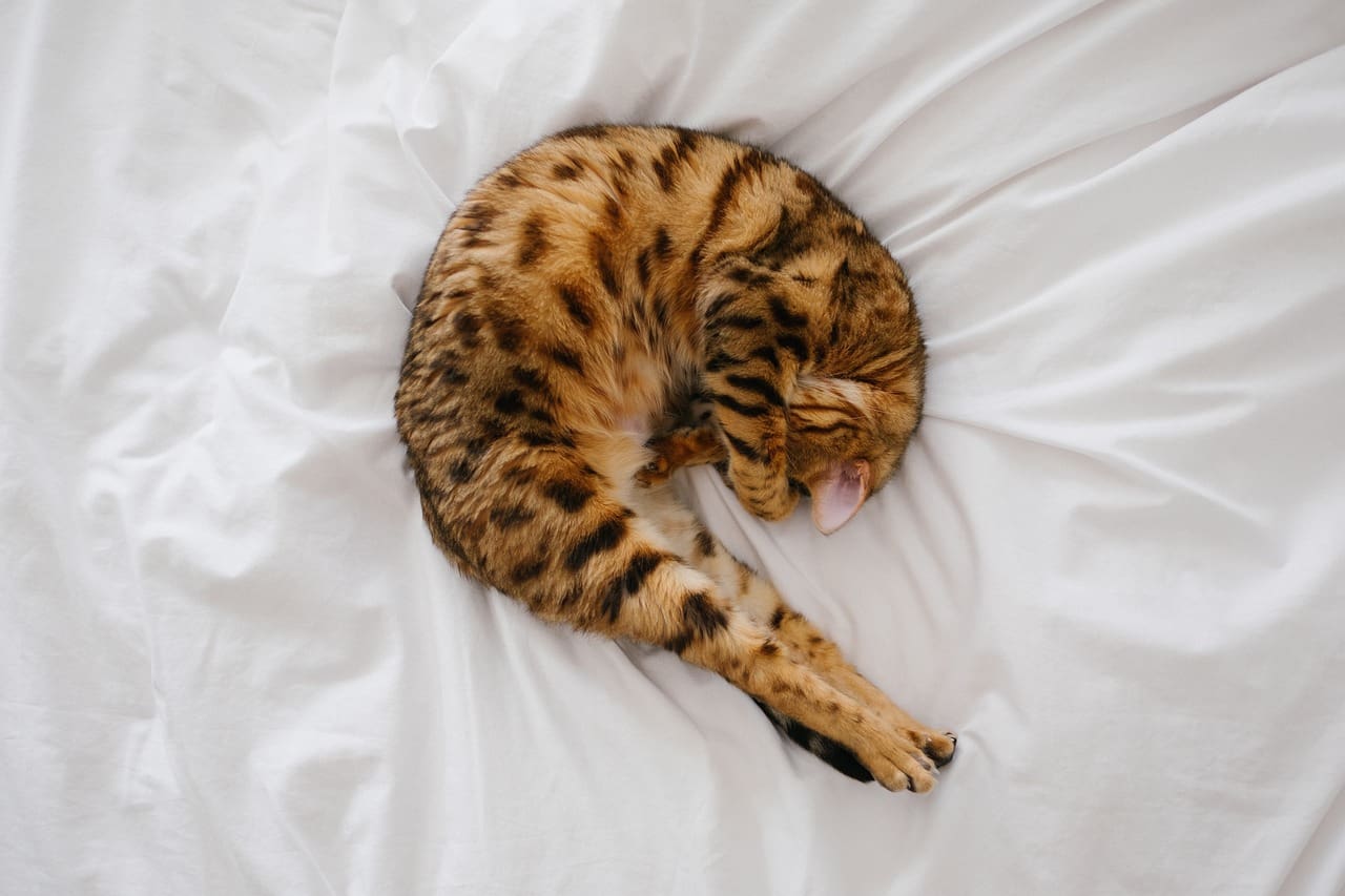 Cat curled up sleeping on a fitted sheet