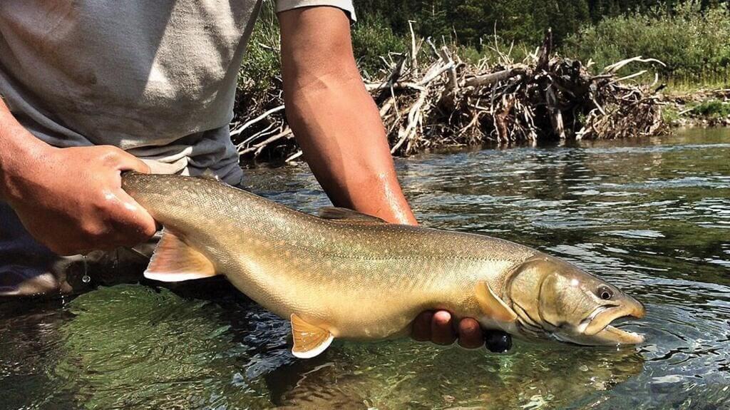 forest service worker bull trout Forest service worker holding a bull trout