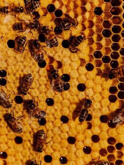 Bee hive