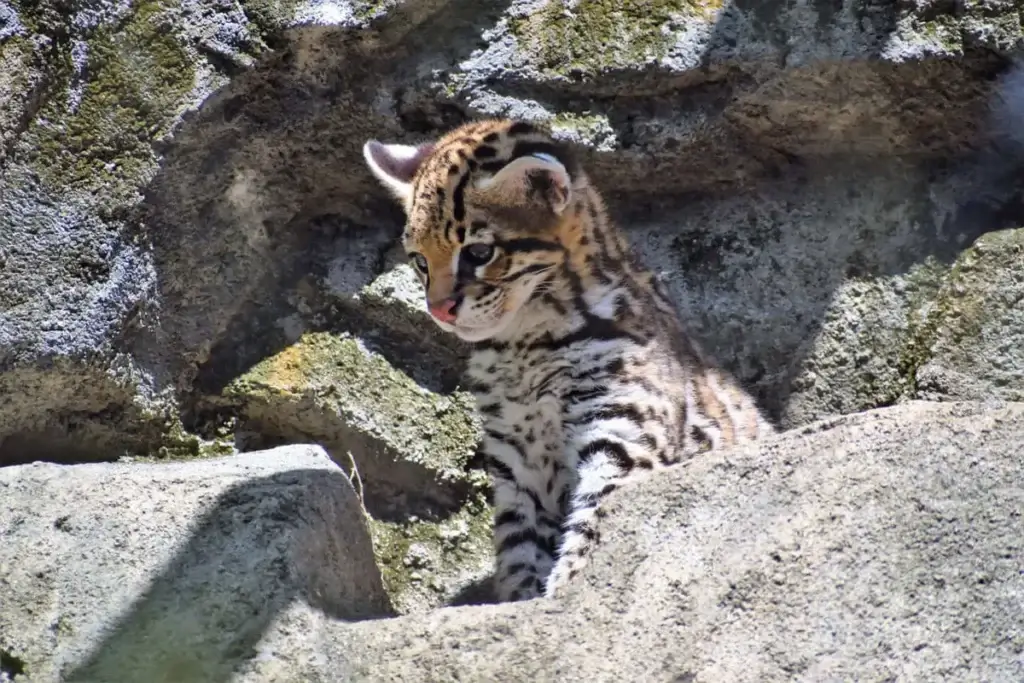 endangered baby ocelot Baby ocelet, an endangered species that lives in the wildlife refuge
