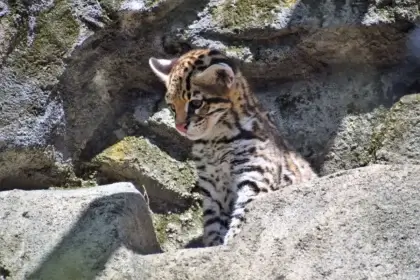 Baby ocelet, an endangered species that lives in the wildlife refuge