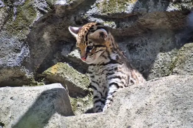 Baby ocelet, an endangered species that lives in the wildlife refuge