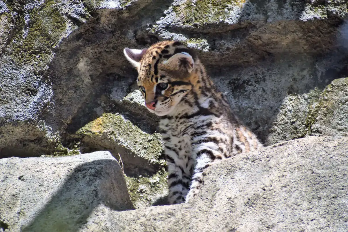 Baby Ocelet, an endangered species that lives in the wildlife refuge