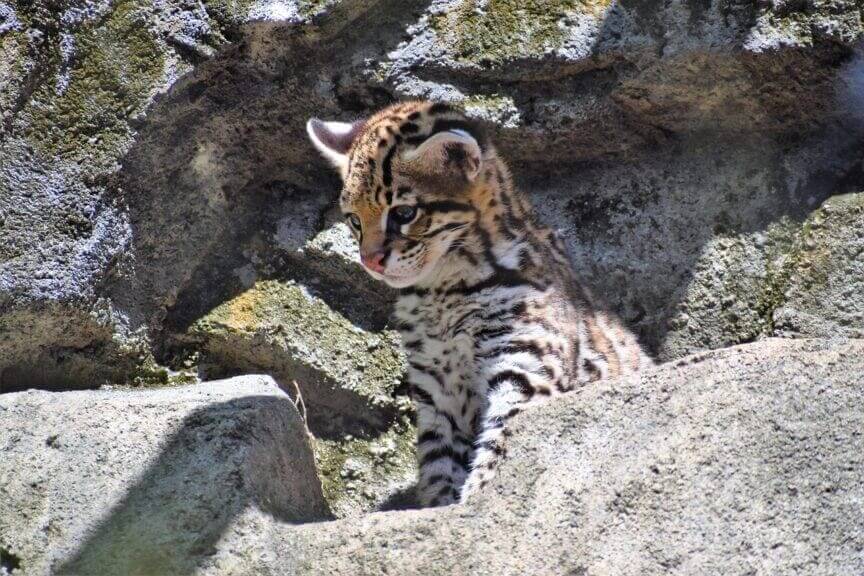 endangered species act was waived Endangered species act was waived that protected the ocelot.