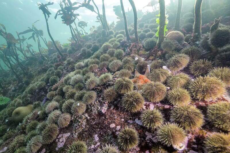 Huge group of sea urchins litter the ocean floor.