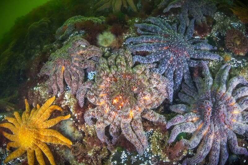 starfish die offs lab study Sea star in a lab study