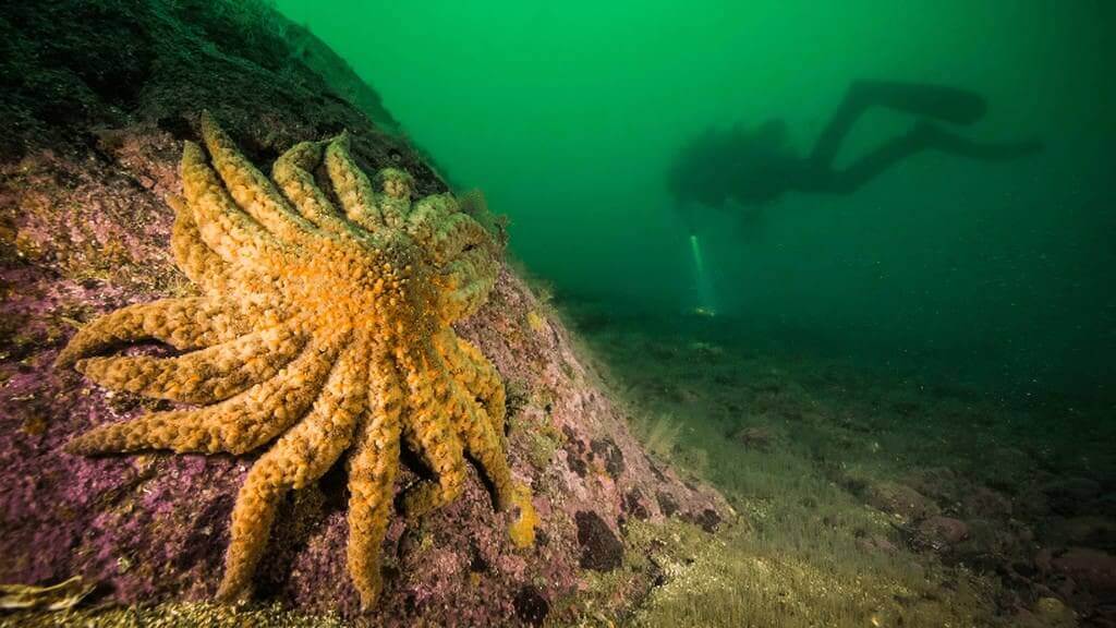 sunflower sea star The sunflower sea star almost went extinct after the starfish die-offs hit their population.