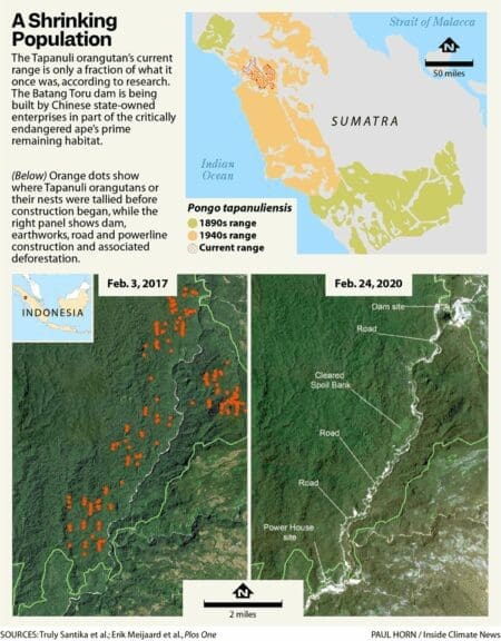 Infographic about the shrinking population of the tapanuli orangutan