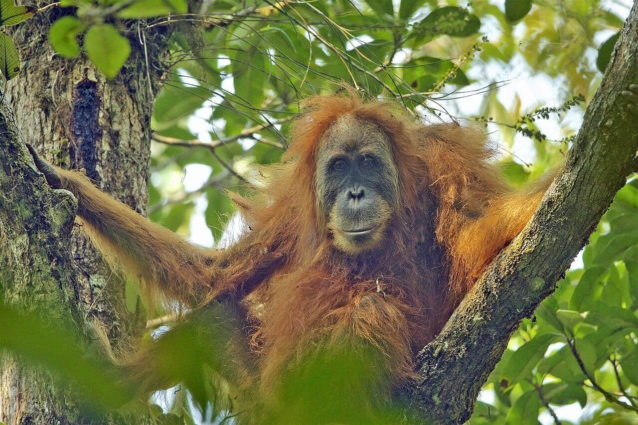 Photo of a female tapanuli orangutan in a tree