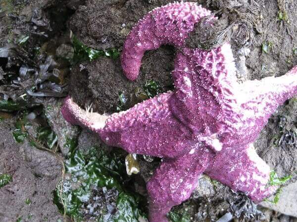 dying starfish day 1 Starfish death on day 1