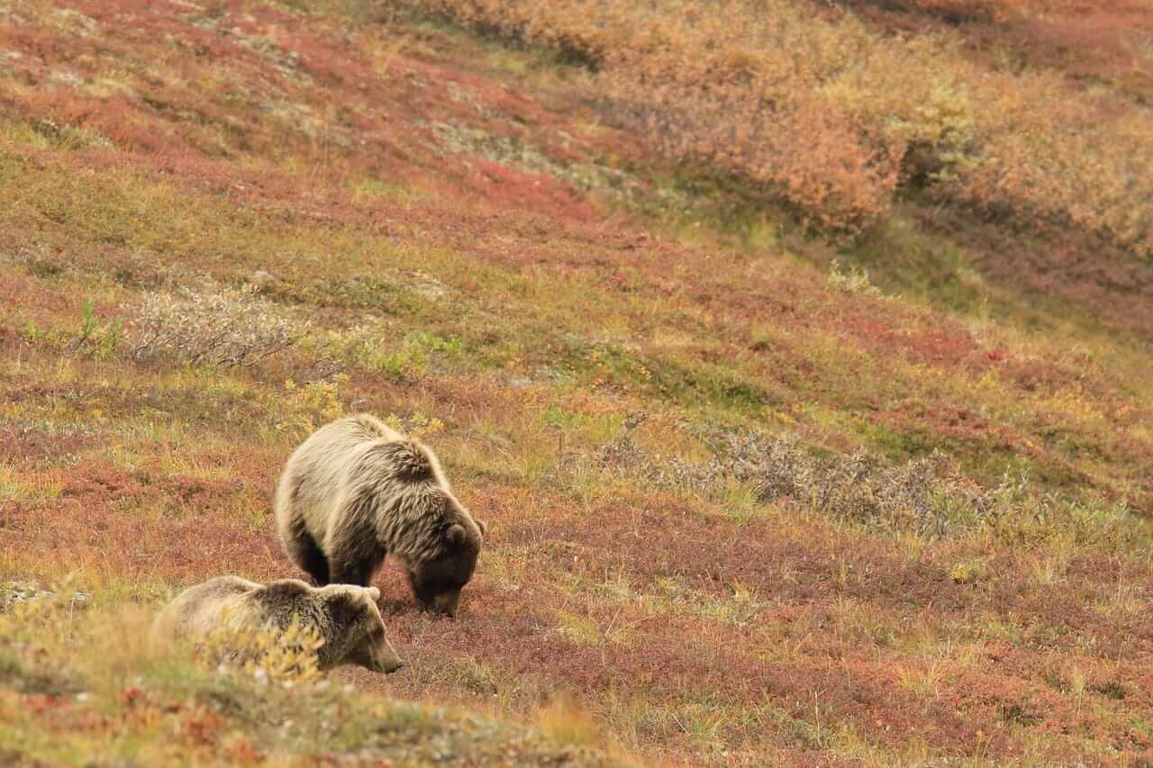 Bears in alaska
