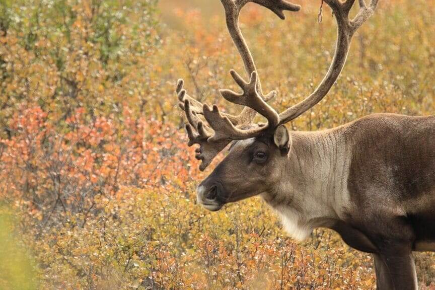 caribou Caribou in a field