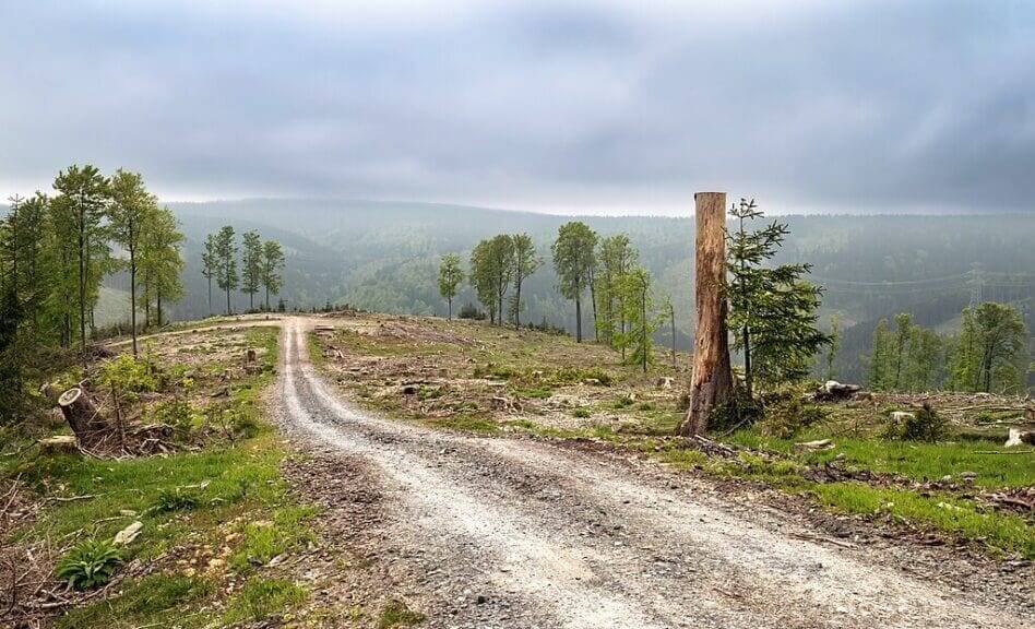 deforested area Deforested area in germany