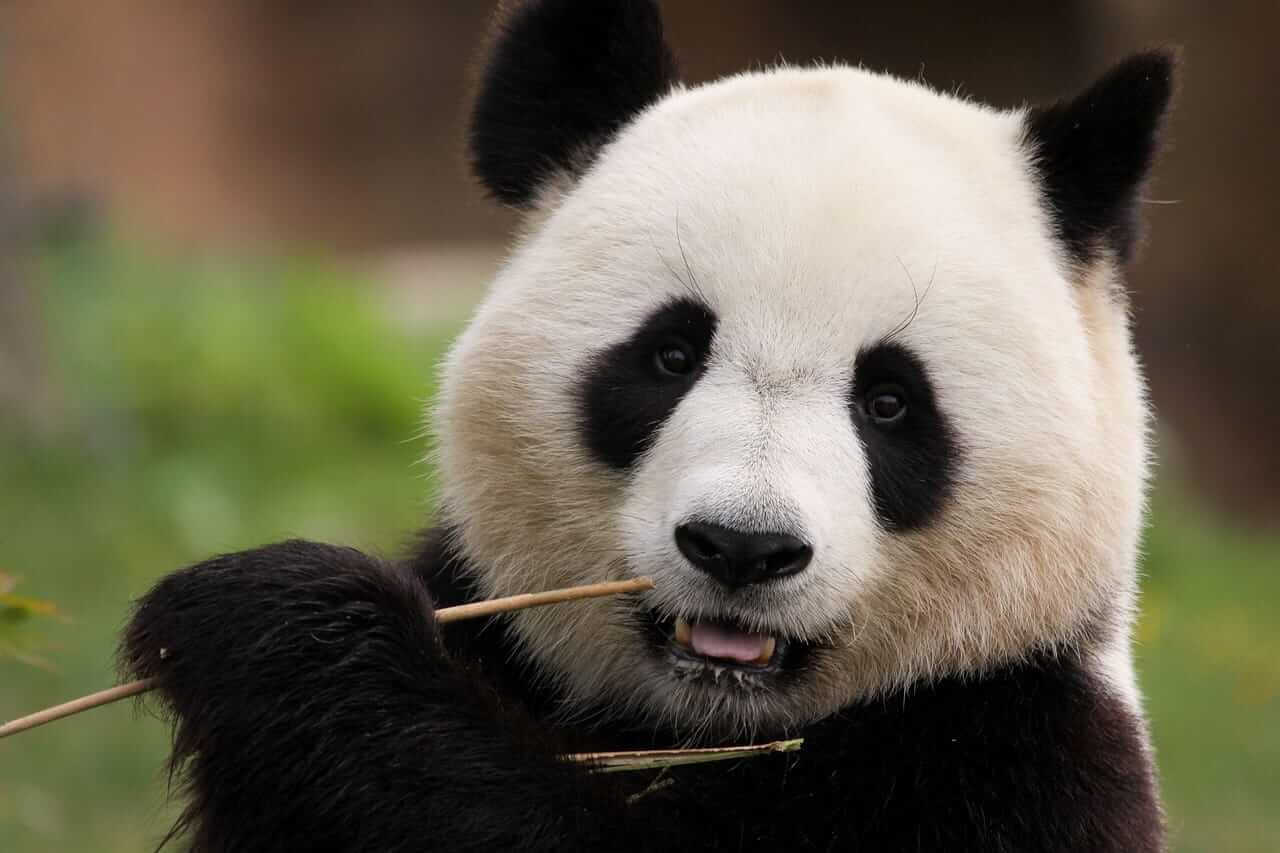 Panda bear teacher used zoology