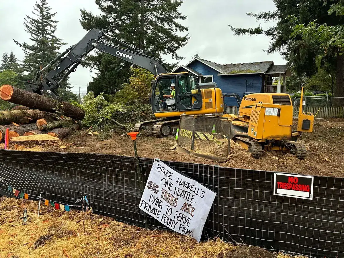 Trees being cut down