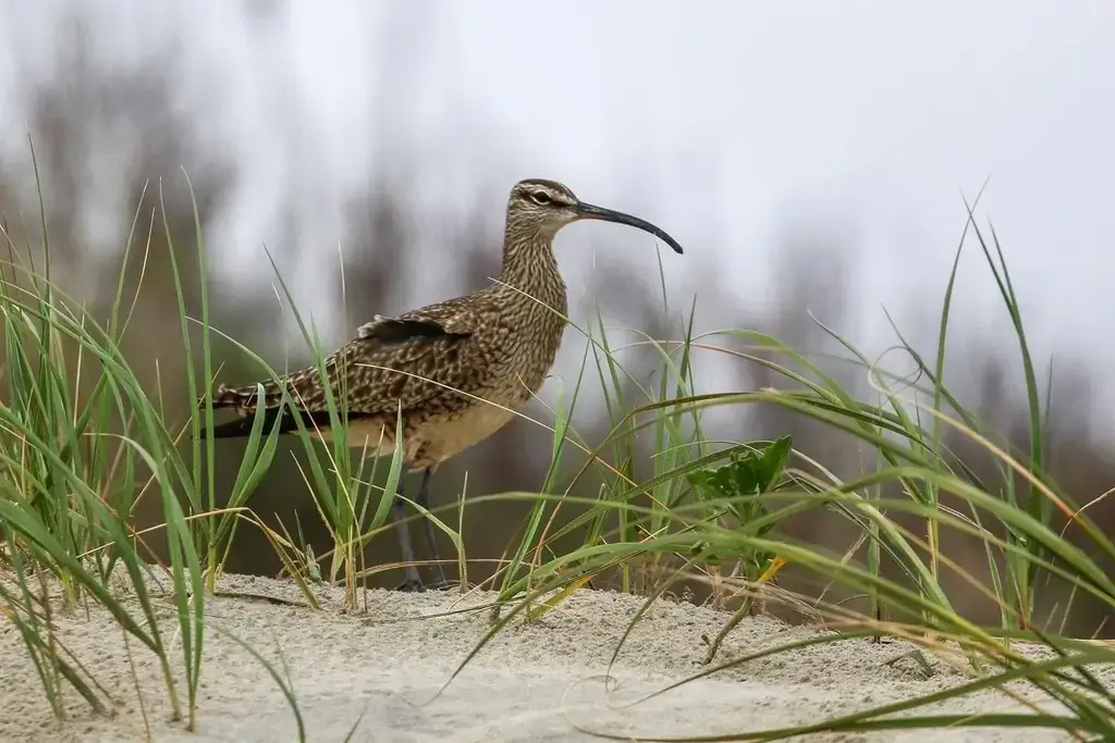 whimbrel Whimbrel bird on a sand dune