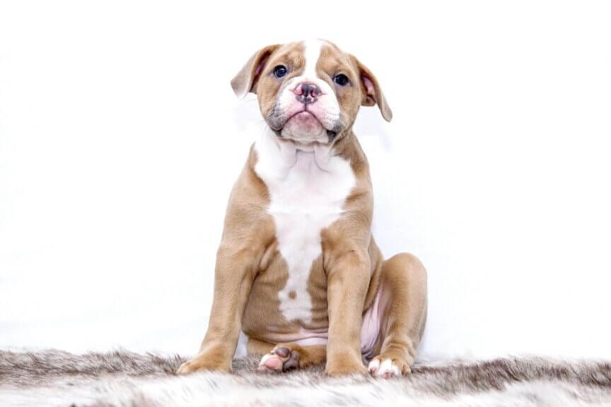 puppy march Our love for pets like this adorable puppy would unite us against a dictator