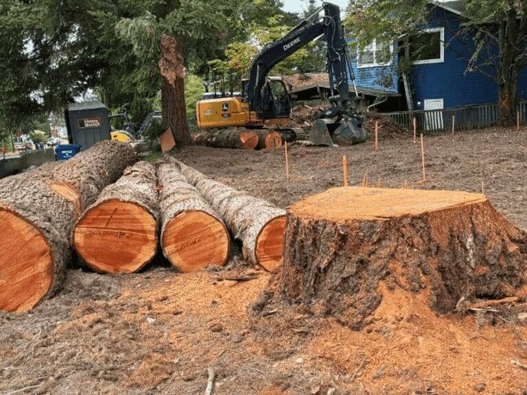 row of logs trees cut down Trees cut down despite tree protection law
