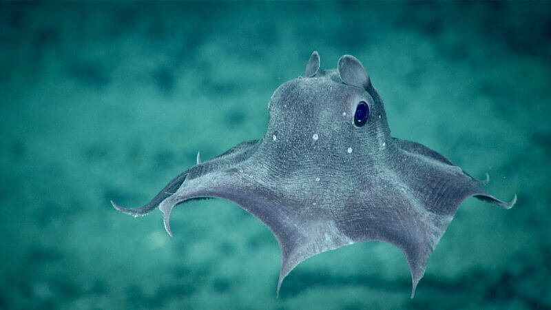 baby octopus Dumbo octopus gliding in the ocean ocean businesses