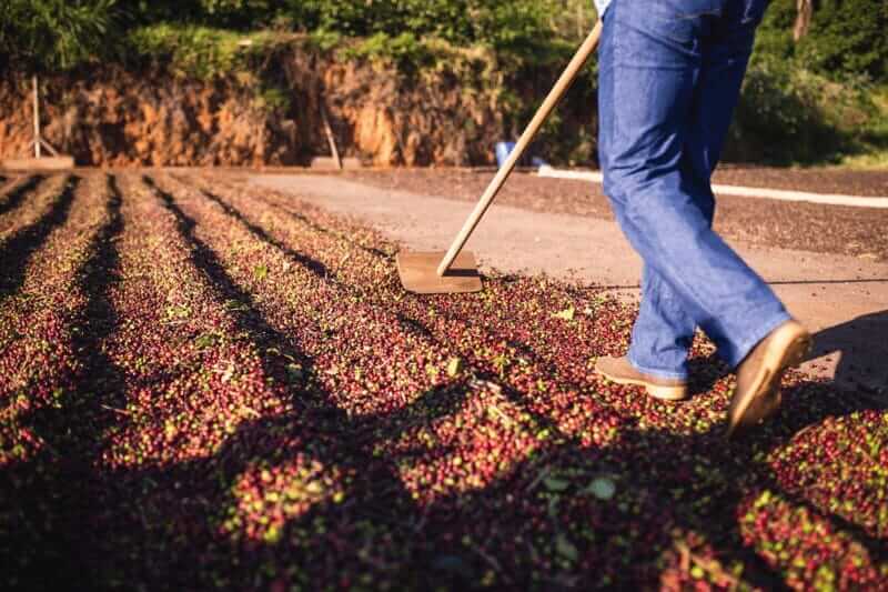 brazil coffee Brazilian coffee beans laud out to dry
