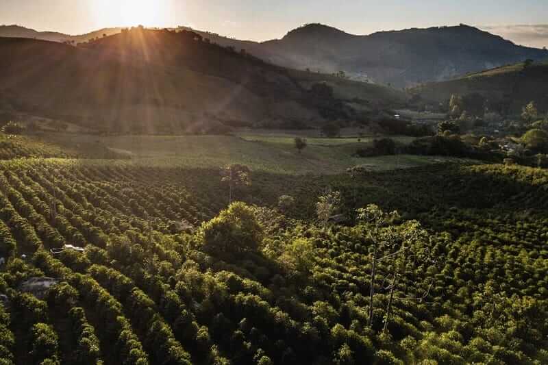 brazilian coffee beans Brazilian coffee fields