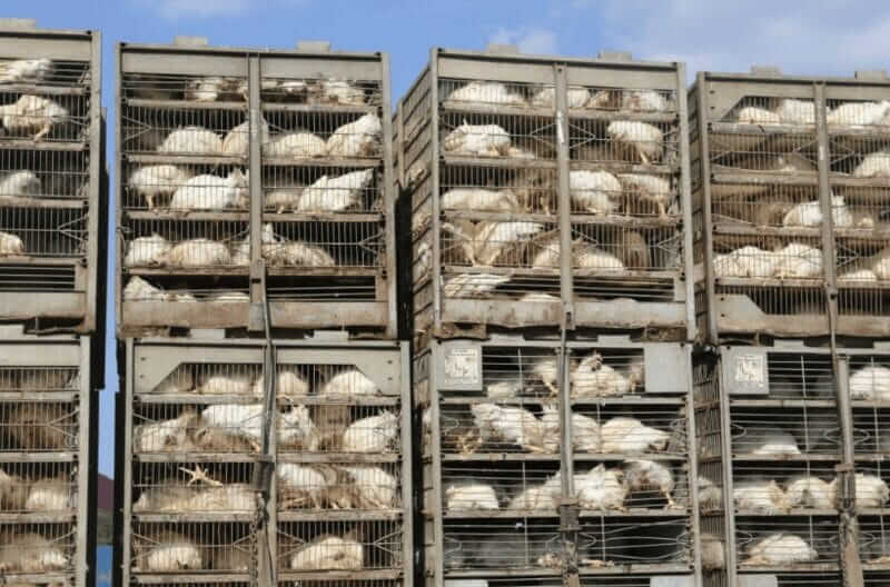 chickens oklahoma Truck full of live chickens to enter a poultry processing plant