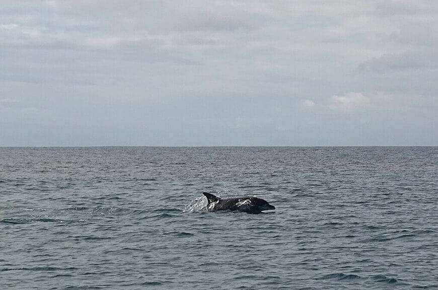 dolphins Dolphins swimming in plettenberg bay