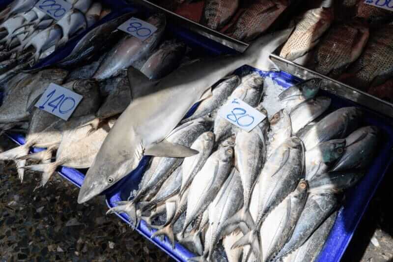 gulped sharks Gulper sharks parts for sale