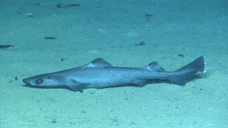 gulper sharks2 Gulped sharks on the ocean floor