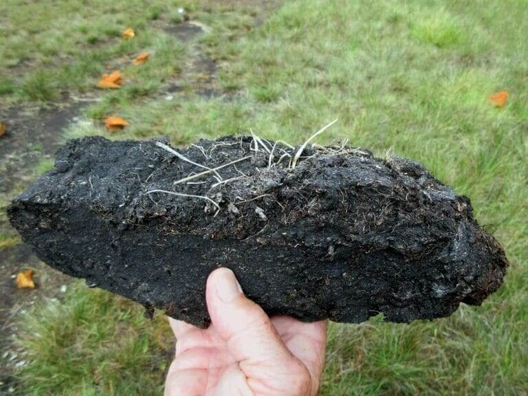 hand holding peat A man’s hand holding peat.