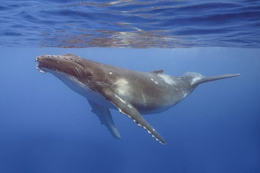 humpback whale calf Humpback whale calf swimming in the ocean