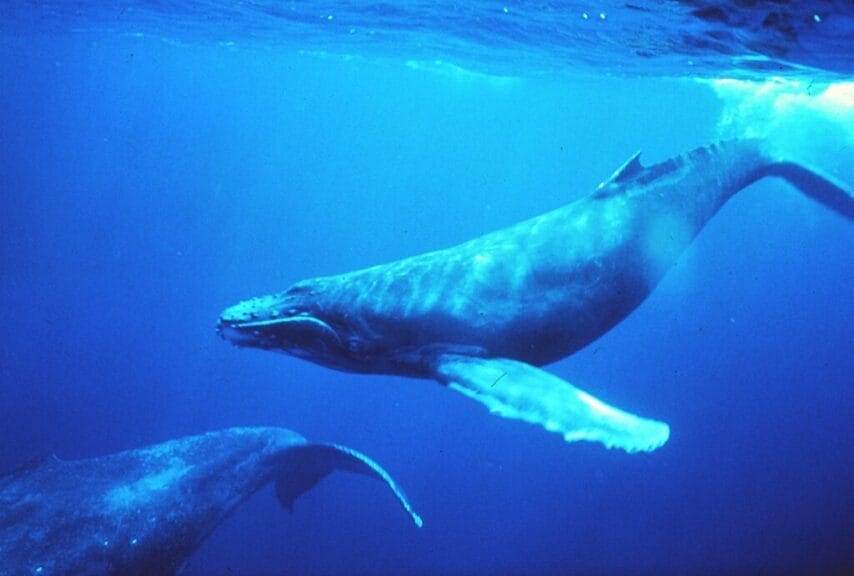 humpback whales singing Whales in the singing position