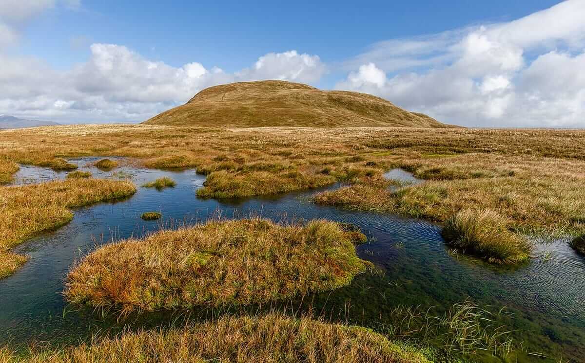 The humble plant that could save the world — or destroy it
