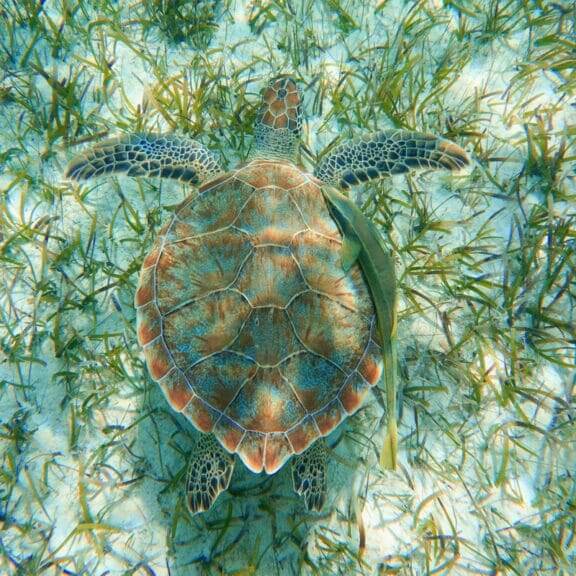 sea turtles2 Sea turtle swimm8ng in the ocean (view from above)