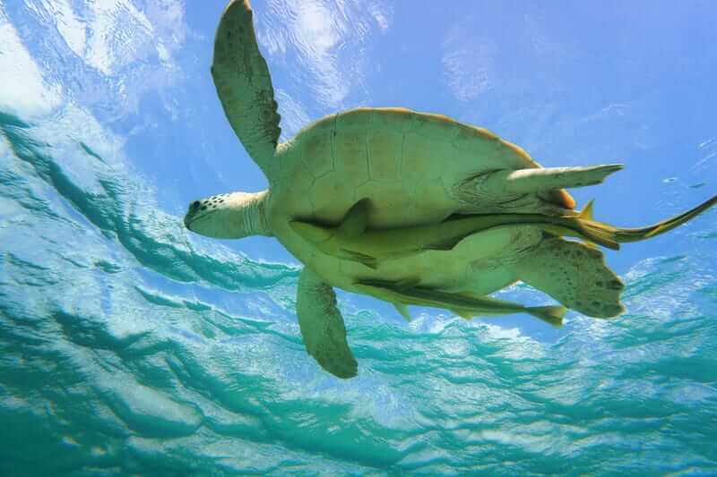 sea turtles3 Sea turtle swimming in the ocean (view from below)