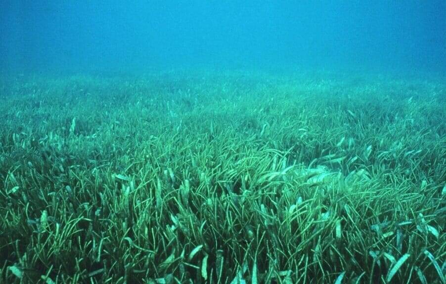 seagrass meadow View of a seagrass meadow