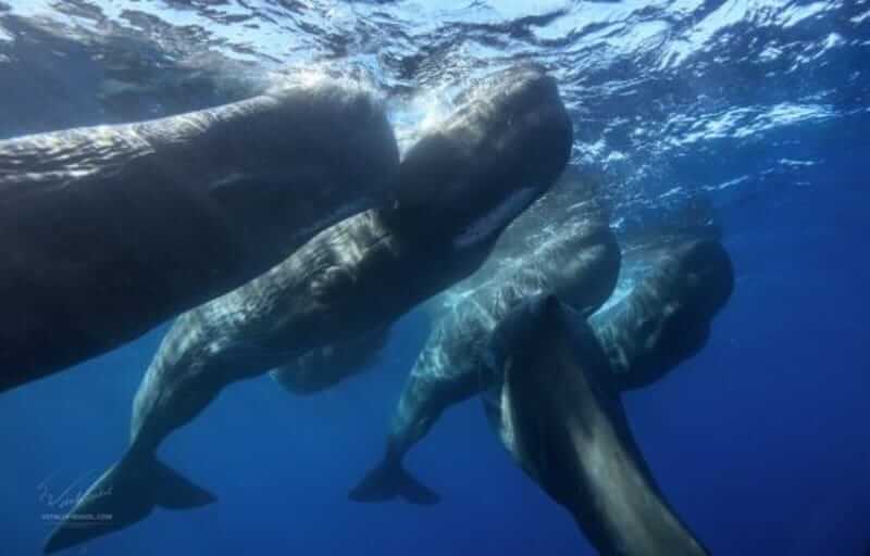 sperm whale pod Pod of sperm whales whale communication
