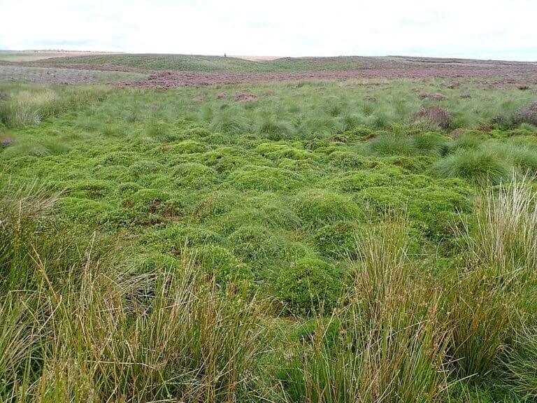 sphnagum moss Peat and sphnagum moss