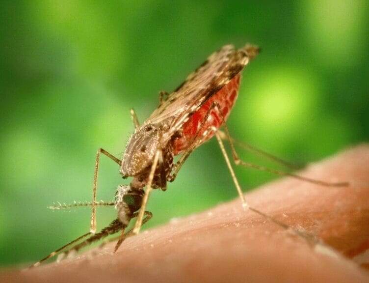uganda mosquito A mosquito biting a person’s arm. Malaria