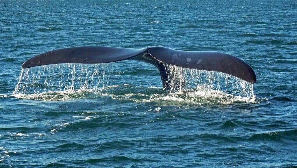 whale tail fin Whale tail fin
